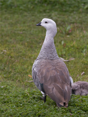 Upland Goose.jpg
