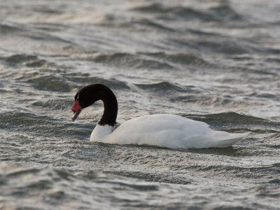Black-necked Swan 2.jpg