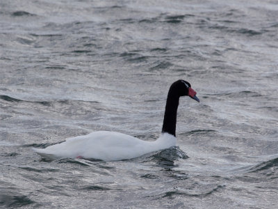 Black-necked Swan 3.jpg