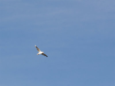 Brown-hooded Gull.jpg