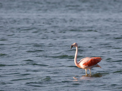 Chilean Flamingo 2.jpg
