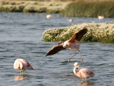 Chilean Flamingo 3.jpg