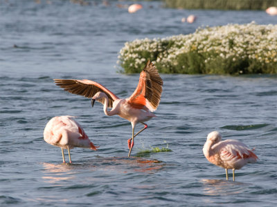 Chilean Flamingo 4.jpg