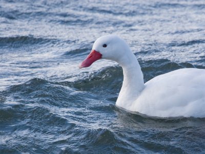 Coscobra Swan 2.jpg