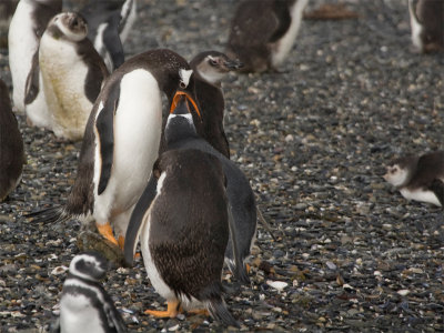 Gentoo Pinguin 2.jpg