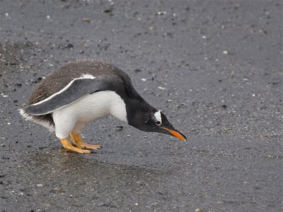 Gentoo Pinguin 6.jpg