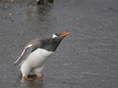 Gentoo Pinguin 8.jpg