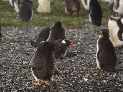 Gentoo Pinguin.jpg