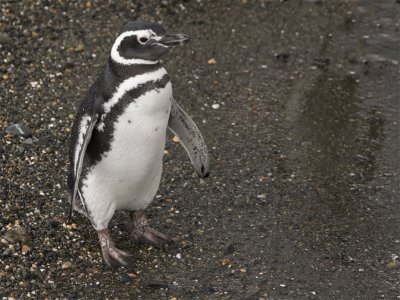 Magellanic Pinguin 2.jpg