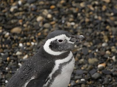 Magellanic Pinguin 7.jpg