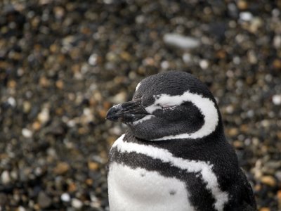 Magellanic Pinguin 9.jpg
