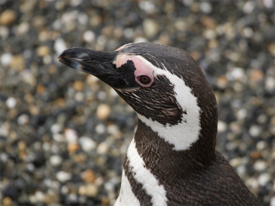 Magellanic Pinguin 10.jpg