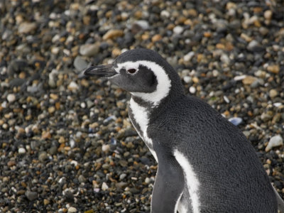 Magellanic Pinguin.jpg