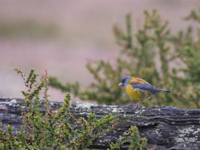 Patagonian Sierra-Finch.jpg