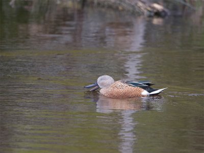 Red Shoveler 2.jpg