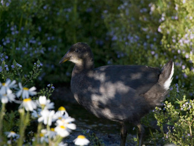 Red-gathered Coot 5.jpg