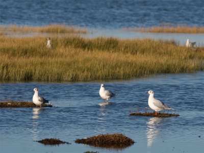 Brown-hooded Gull 2.jpg