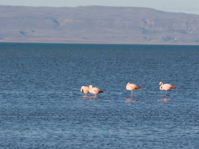 Chilean Flamingo 2.jpg