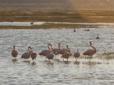 Chilean Flamingo 3.jpg