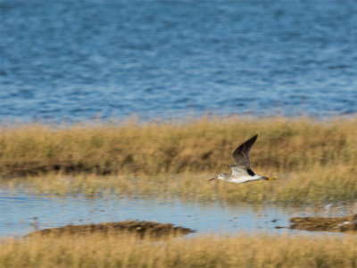 Greater Yellowlegs 3.jpg