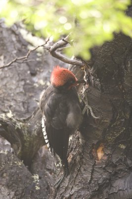Magellanic Woodpecker 3.jpg