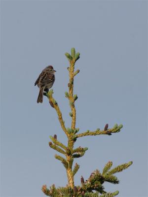 American Tree Sparrow - Amerikaanse Boomgors
