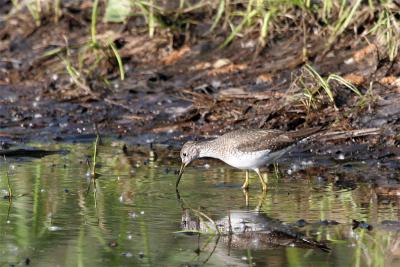 Solitary Sandpiper