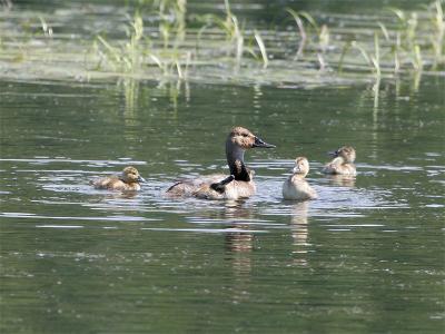 Canvasback - Grote Tafeleend