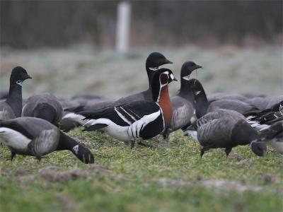 Roodhalsgans - Red-breasted Goose