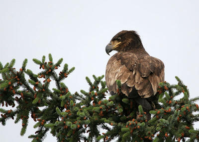 Bald Eagle - Amerikaanse Zeearend