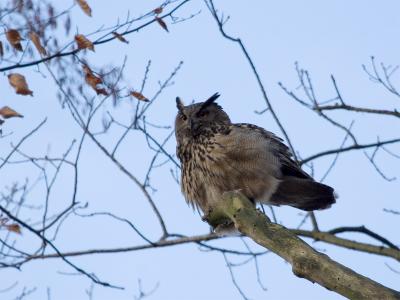 Oehoe - Eagle Owl