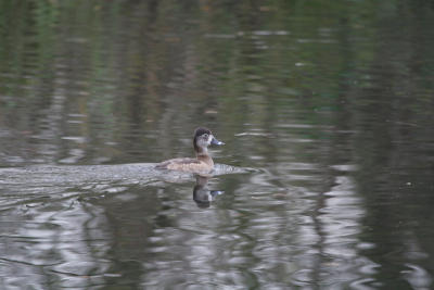 Ringsnaveleend - Ring-necked Duck