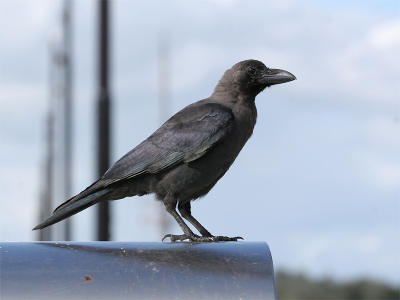 Huiskraai - House Crow