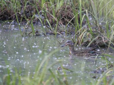 Green-winged Teal - Amerikaanse Wintertaling