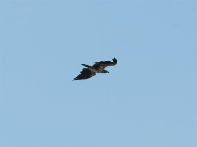 Bald Eagle - Amerikaanse Zeearend