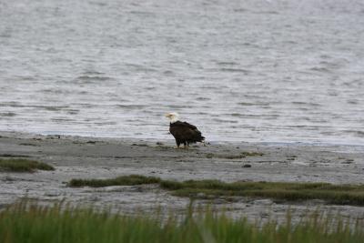 Bald Eagle - Amerikaanse Zeearend