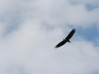 Bald Eagle - Amerikaanse Zeearend