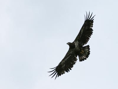 Bald Eagle - Amerikaanse Zeearend