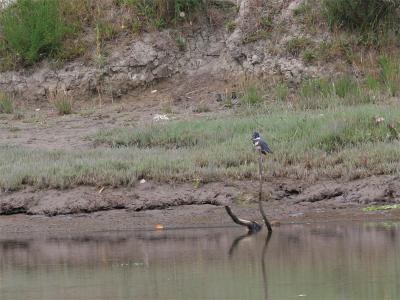 Belted Kingfisher - Bandijsvogel