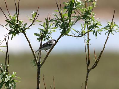 Blackpoll Warbler - Witwangzanger