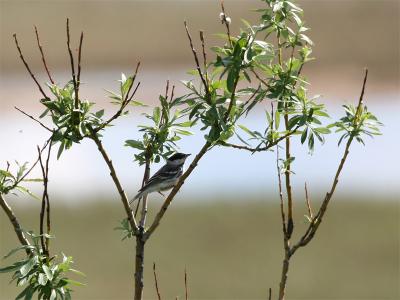 Blackpoll Warbler - Witwangzanger