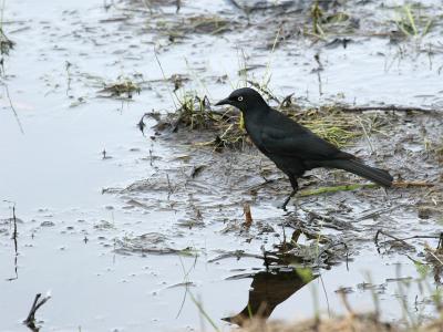 Rusty Blackbird (man) - Zwarte-troepiaal (man)