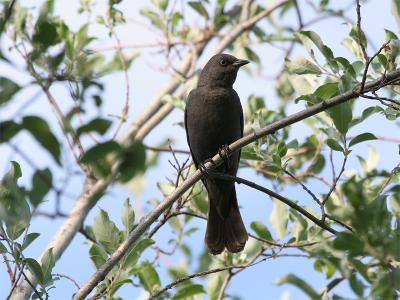 Rusty Blackbird (female) - Zwarte Troepiaal (vrouw)