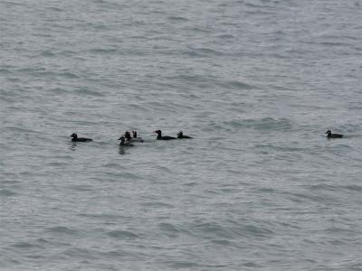 Surf Scoter