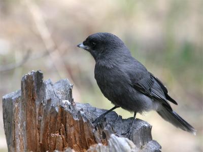 Gray Jay - Canadese Gaai