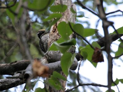 American Three-toed Woodpecker - Amerikaanse Drieteenspecht