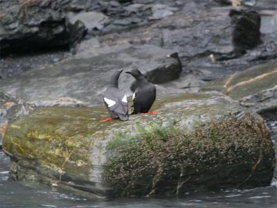 Pigeon Guillemot