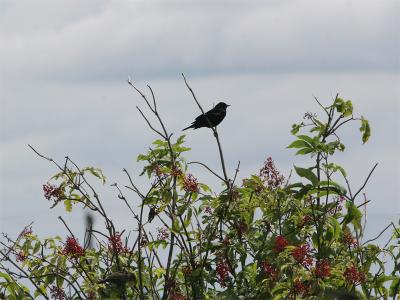 Red-winged Blackbird - Epauletspreeuw