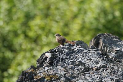 Fox sparrow - Roodstaartgors