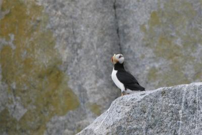 Horned Puffin - Gehoornde Papegaaiduiker